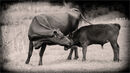 Suzanne CARING FOR HER CALF