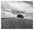 Suzanne Harvest Tree (1)