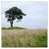 Suzanne Trail of the Lonesome Pine 1
