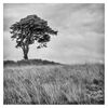 Suzanne Trail of the Lonesome Pine 2 (1)