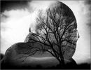 Suzanne Tree of Life