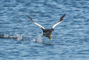Taking Off - Diana Walker
