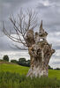 The Witch of West Harptree 1 Jill Toman