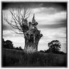 The Witch of West Harptree 3 Jill Toman