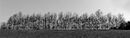 The tree line Graham Nicholls