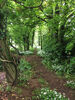 Though the Woods Jane Richardson