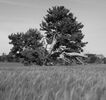 Tough Old Tree Tony Nineham