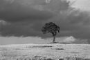 Tree3 Bill