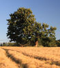 Tree In The Barley Tony Nineham (2)