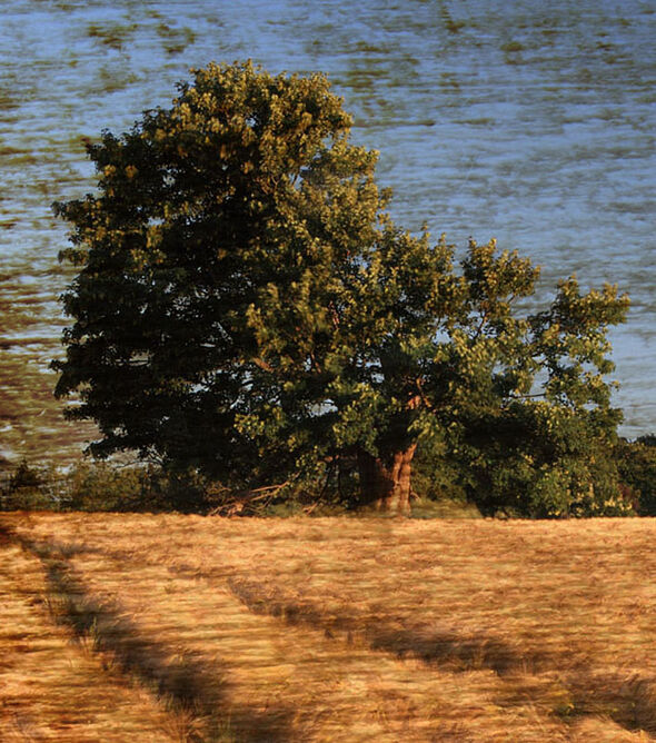 Tree With Wood & Rust Tony Nineham (1)