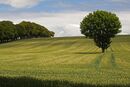 Treeline JennyShort