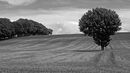 Treeline blackandwhite Jenny Short