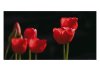 Tulips-in-the-evening-sun-Jane-Richardson-1st