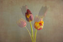 Tulips Ventosa jenny Short