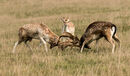 Watching The Action - Diana Walker