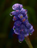 Water Droplets Grape hyacinth Jane Richardson