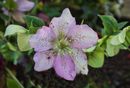 Water Droplets IMG 0214 JillToman