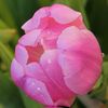 Water Droplets Peony Janice Cuer