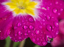 Water Droplets PolyanthusJane Richardson