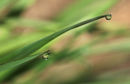 Water Droplets Grass-Bill Collett