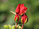 Water Droplets On Flower Buds Tony Nineham
