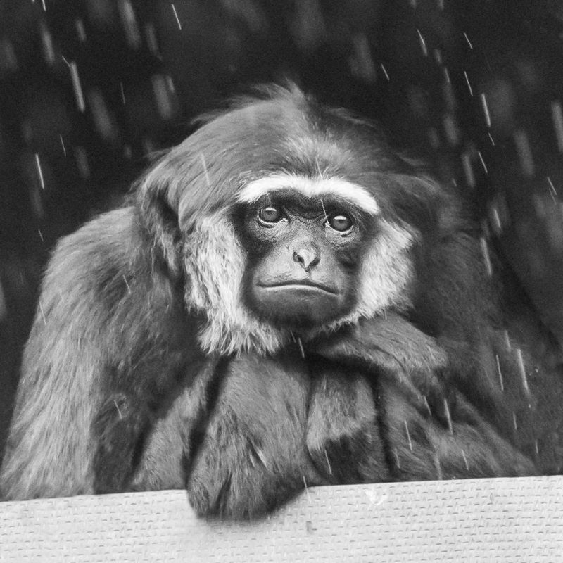 When-Will it stop raining C Diana Walker