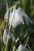 snowdrops (1)