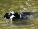 swim