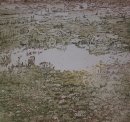 Salt Marsh