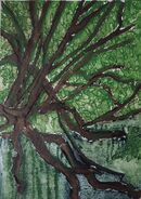 Tree with low branches and green foliage reflected in water