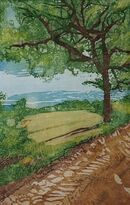 A tree at the side of a path looking towards corn fields