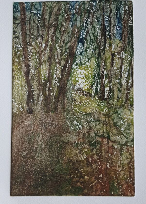 Woodland clearing with trees .  Autumn colours, sun is low in the picture creating shadows in the foreground