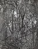 Black and  white image of winter woods