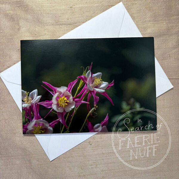 Aquilegia