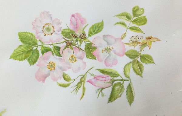 3. Wild Roses in Spinney Hill, Oakham (Valerie Butcher)