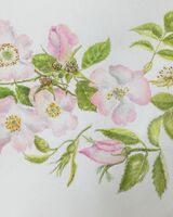 3. Wild Roses in Spinney Hill, Oakham (Valerie Butcher)