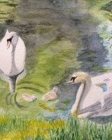 Swans on Oakham Canal