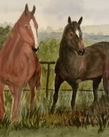 22. Paddock in Rutland  (Colin Bath)