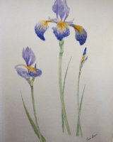 Irises