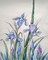 Irises