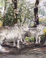 JANUARY 2021 - Hambleton sheep, watercolour by Janine Atkins