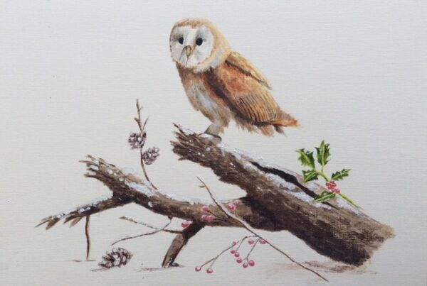December - Winter Barn Owl near Barnsdale
