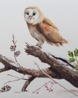 December - Winter Barn Owl near Barnsdale