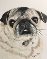 Coco the pug