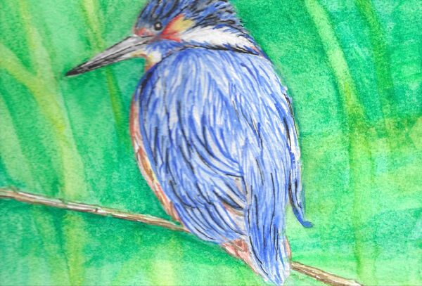 12. Rutland Water Kingfisher
