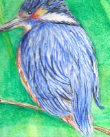 12. Rutland Water Kingfisher