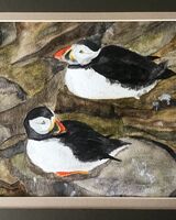 Puffins, Orkney