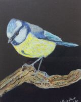 Blue Tit