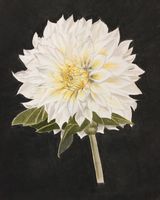 Showgirl dahlia