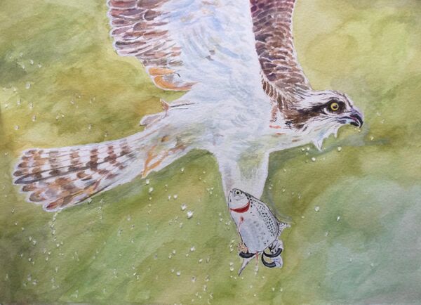 An osprey which nests at Rutland Water takes a rainbow trout outside a trout farm’s photography hide near Empingham